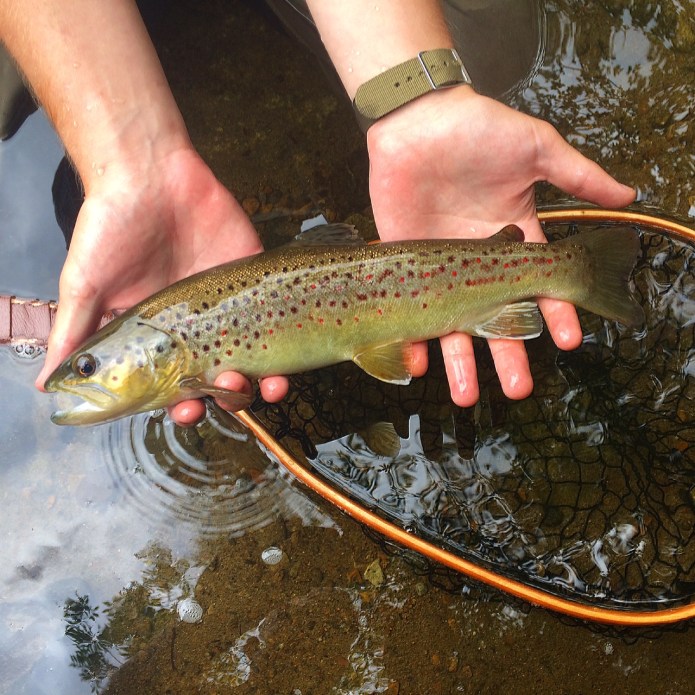 One of the nicer browns